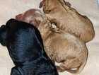 Puppy