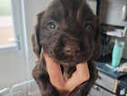 Puppy