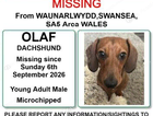 Missing dachshund