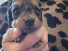puppy