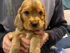 puppy