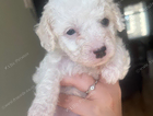 puppy