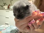 kitten