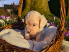 puppy