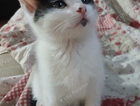 kitten