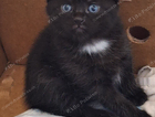 kitten
