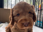 puppy