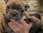 Puppy