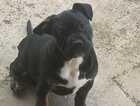 Puppy