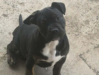 puppy