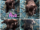 puppy
