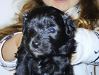 puppy
