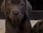 Puppy