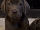 puppy
