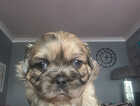 Puppy