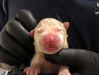 Puppy