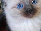 Kitten