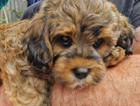 puppy