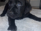 puppy