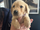 puppy
