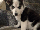 puppy