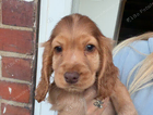 puppy