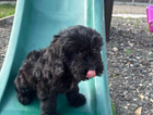 puppy