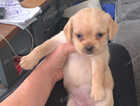 Puppy