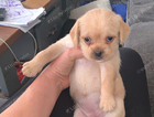 puppy  mabel