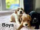 puppy
