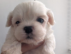 puppy