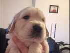 Puppy