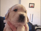 puppy