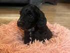 Puppy