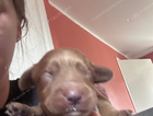 puppy