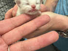 Kitten