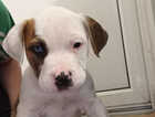 Puppy