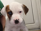 puppy