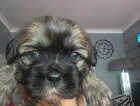 Puppy