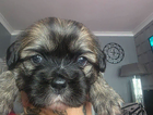 puppy