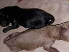 Puppy