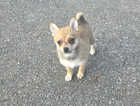 Puppy