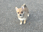 puppy