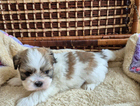 puppy
