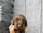 Puppy