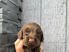 puppy
