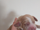 puppy