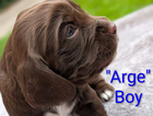 arge