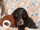puppy