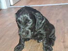 puppy